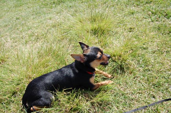 Tan And Black Chihuahua Dog Sitting On Grass