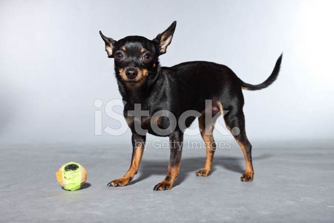 Tan And Black Chihuahua Dog With Toy