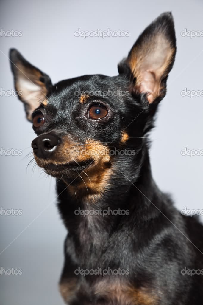 Tan And Black Chihuahua Dog