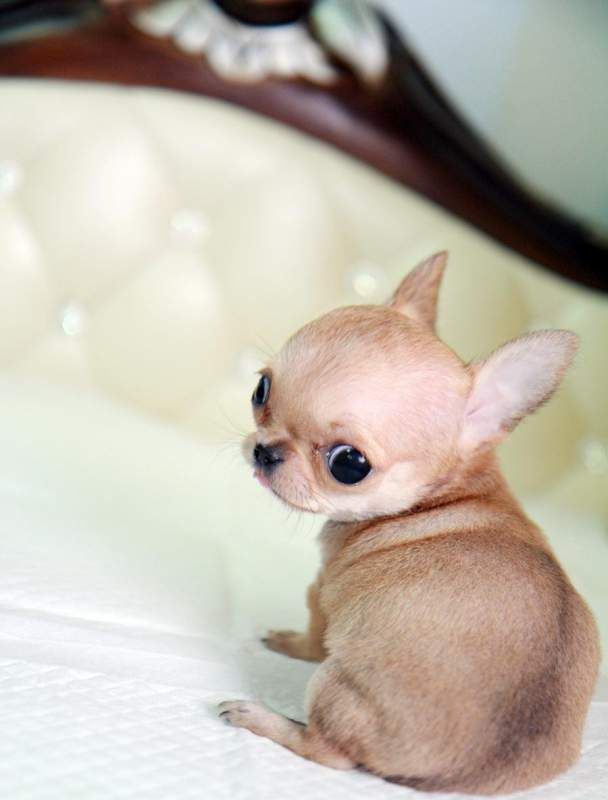 Tea Cup Chihuahua Puppy