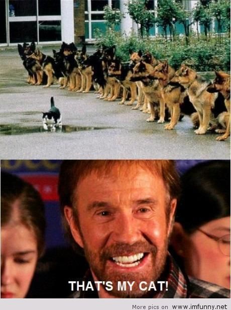 That's My Cat Funny Chuck Norris Picture
