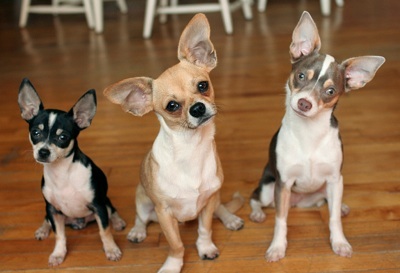Three Adorable Chihuahua Dogs Sitting