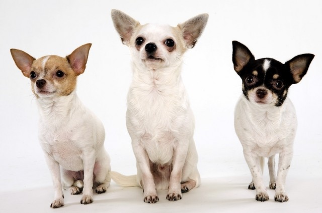 Three Adult Chihuahua Dogs Sitting