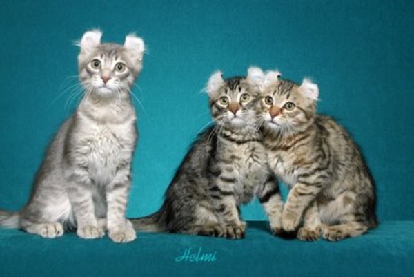 Three American Curl Kittens Sitting