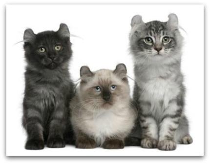 Three American Curl Kittens