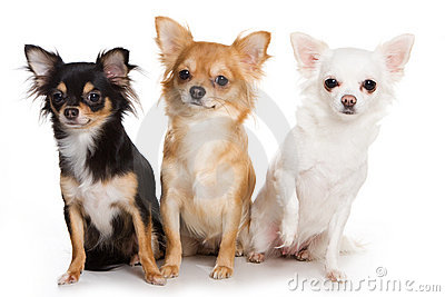 Three Beautiful Chihuahua Dogs Sitting