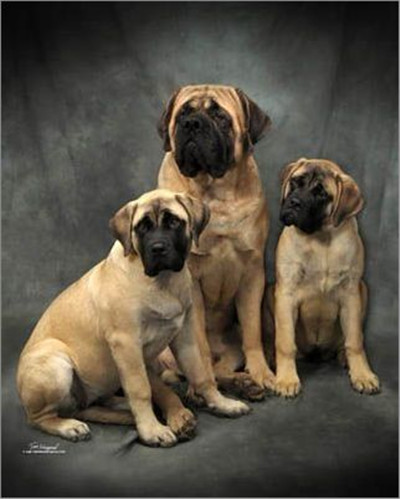 Three Beautiful English Mastiff Puppies