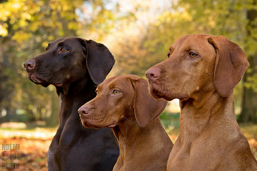 Three Brown Pointer Dogs