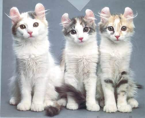 Three Cute American Curl Kittens Sitting