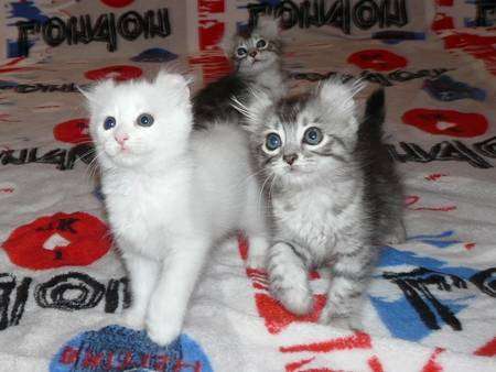 Three Cute American Curl Kittens