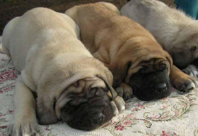 Three Cute English Mastiff Puppy Sleeping