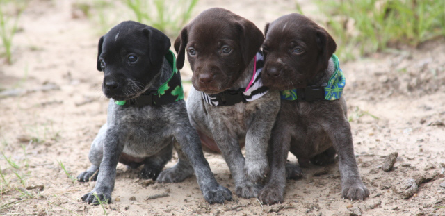 Three Cute Little Pointer Puppies Sitting