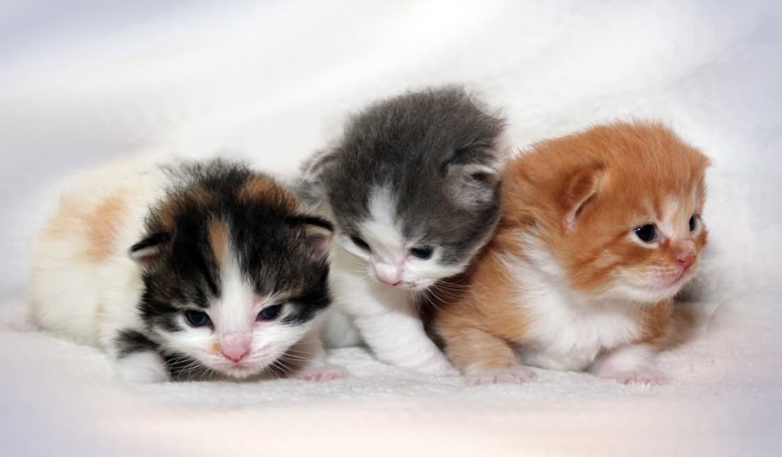 Three Cute New Born Ragamuffin Kitten