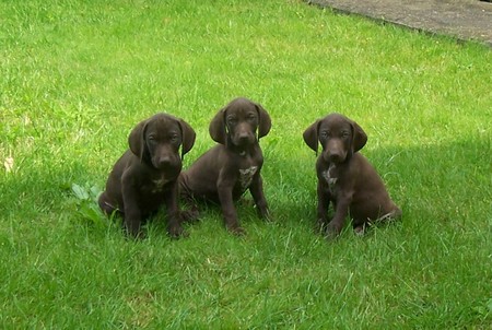Three Cute Pointer Puppies Sitting