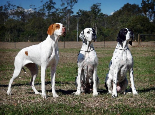 Three Full Grown Pointer Dogs