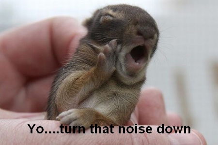 Turn That Noise Down Funny Chipmunk Picture