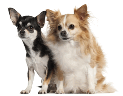 Two Beautiful Chihuahua Dogs Sitting
