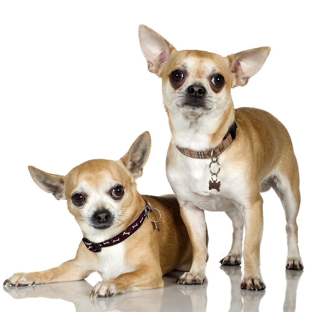 Two Beautiful Chihuahua Dogs