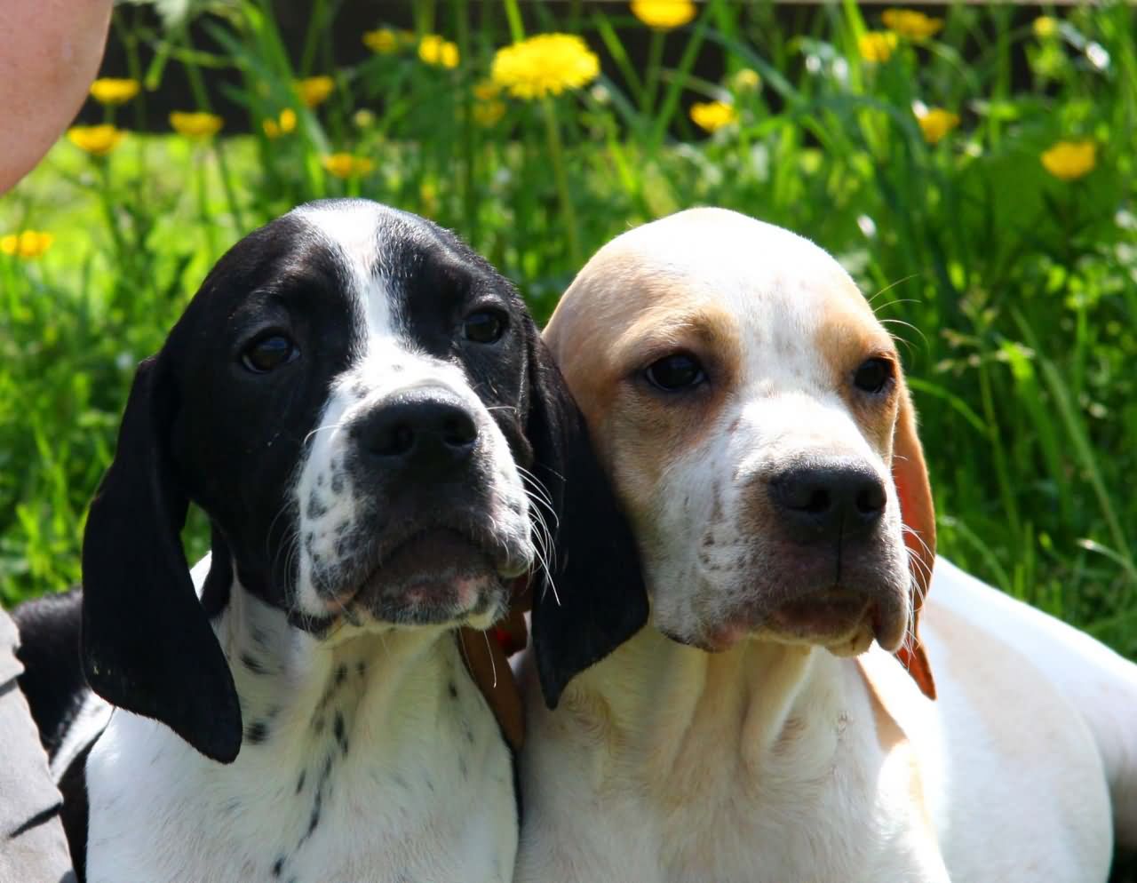 Two Beautiful Pointer Puppies