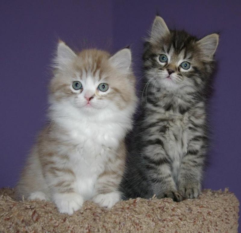 Two Beautiful Ragamuffin Kittens Sitting
