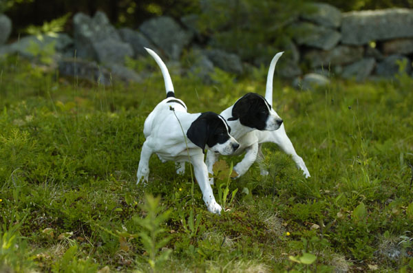Two Beautiful White And Black Pointer Dogs