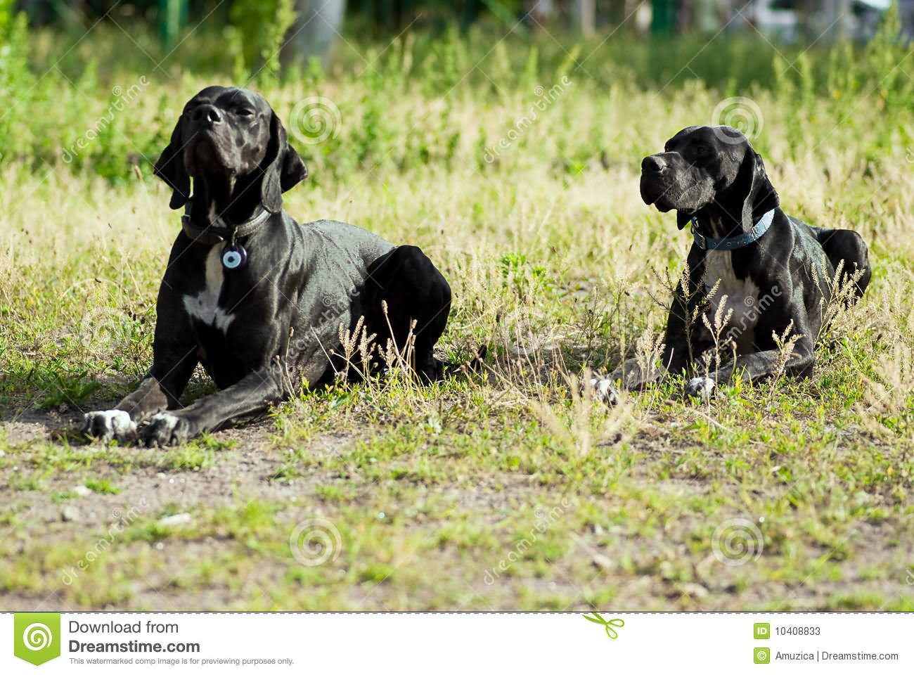 Two Black Full Grown Pointer Dog Sitting