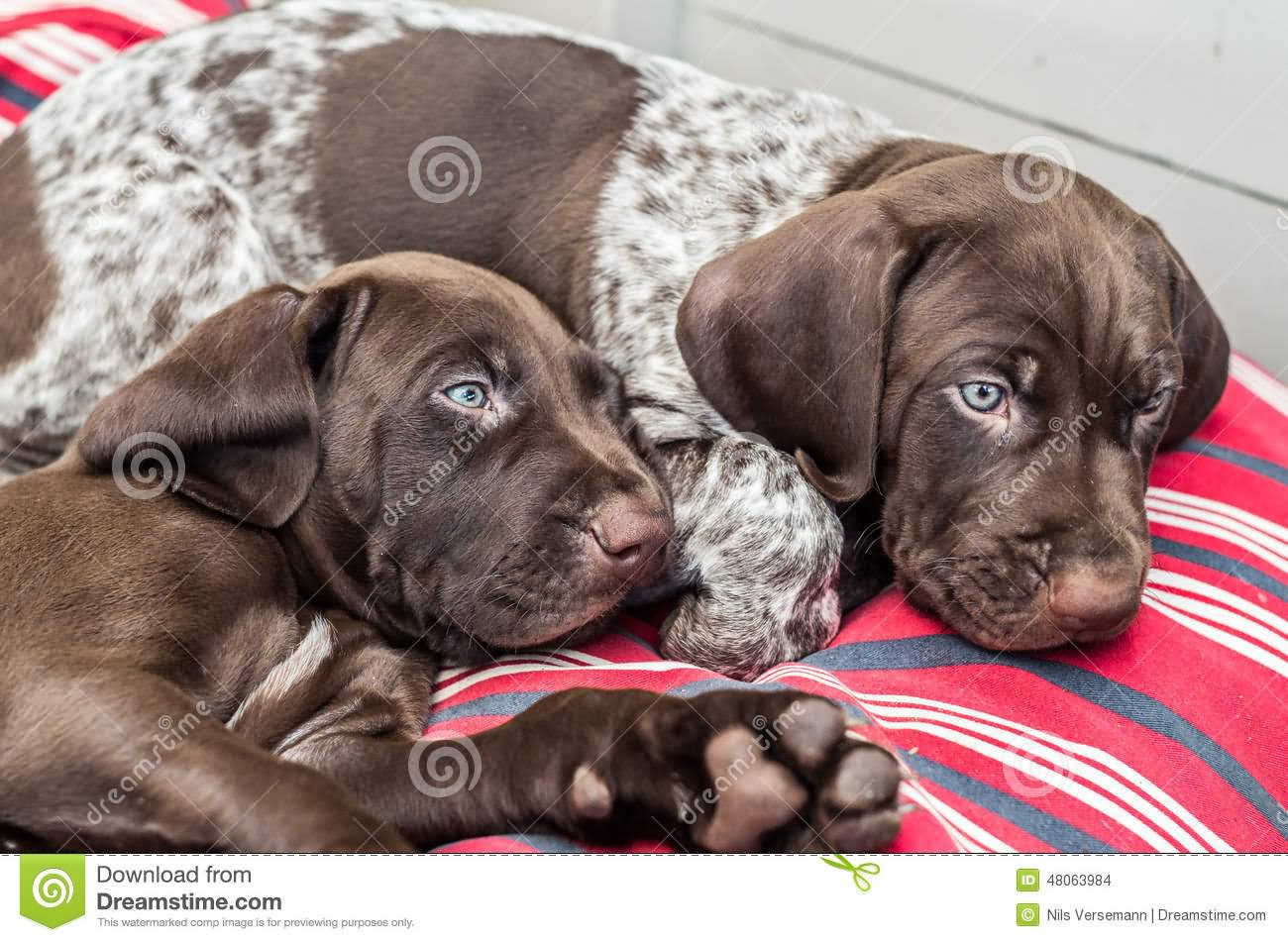 Two Brown Pointer Puppies Laying