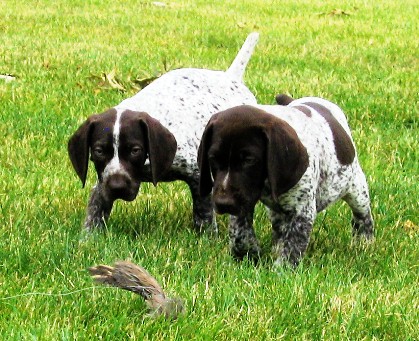 Two Brown Pointer Puppies Walking