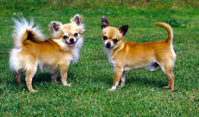 Two Chihuahua Dogs In Garden
