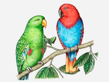 Two Colorful Parrot Sit On Branch Tattoo Design