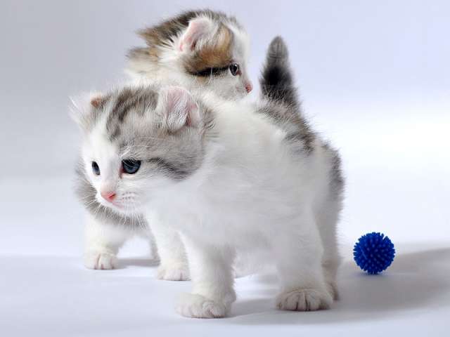 Two Cute American Curl Kittens Picture