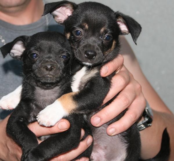 Two Cute Black Chihuahua Puppies In Hands