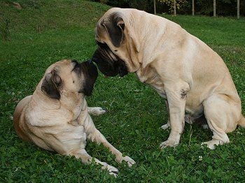 Two Cute English Mastiff Dogs