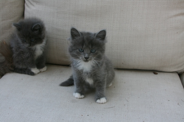 Two Cute Grey Ragamuffin Kittens Sitting On Sofa