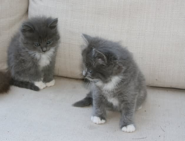 Two Cute Grey Ragamuffin Kittens