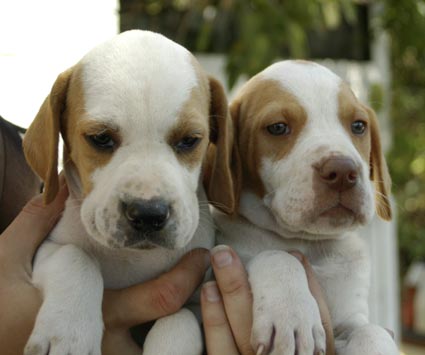 Two Cute Pointer Puppies In Hands