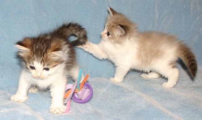 Two Cute Ragamuffin Kittens Playing