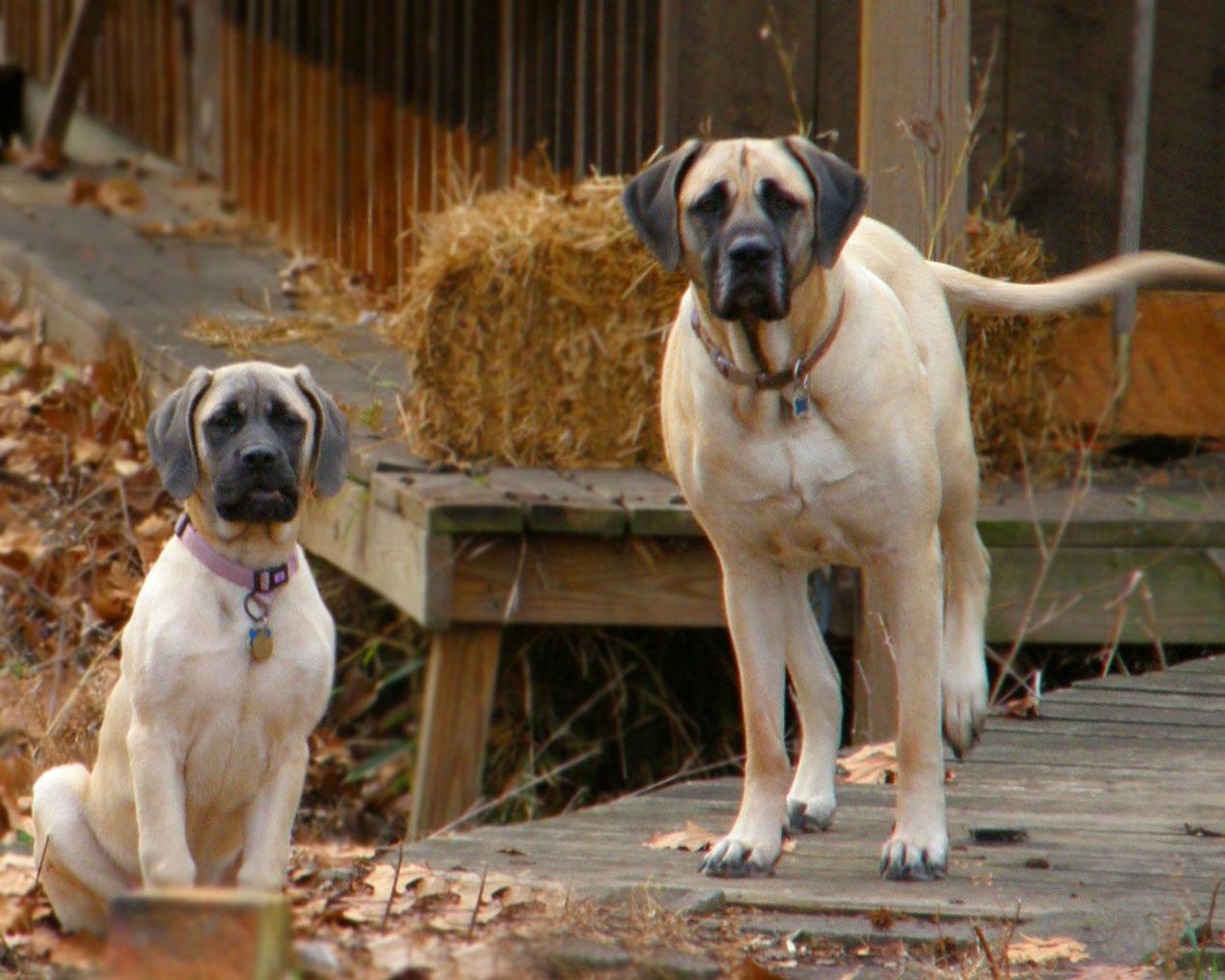 Two English Mastiff Dogs