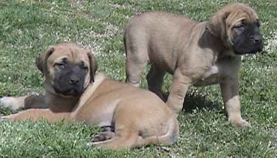 Two English Mastiff Puppies Picture