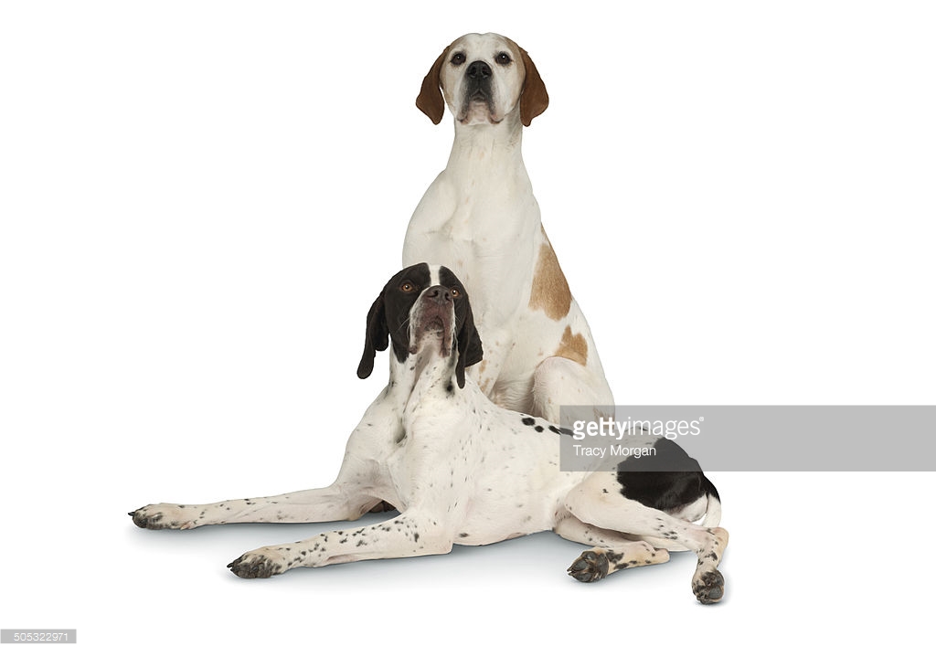Two Full Grown Pointer Dogs