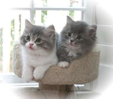 Two Grey Cute Ragamuffin Kitten