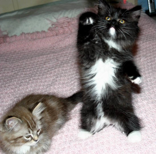 Two Ragamuffin Kittens Playing