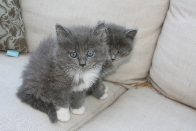 Two Very Cute Ragamuffin Kittens