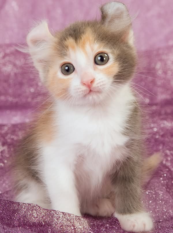 Very Cute American Curl Kitten