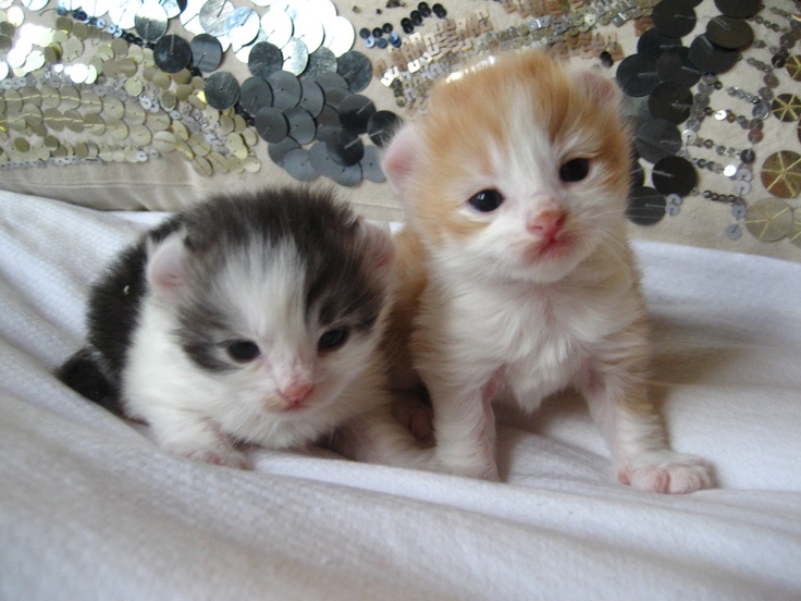 Very Cute New Born American Curl Kitten