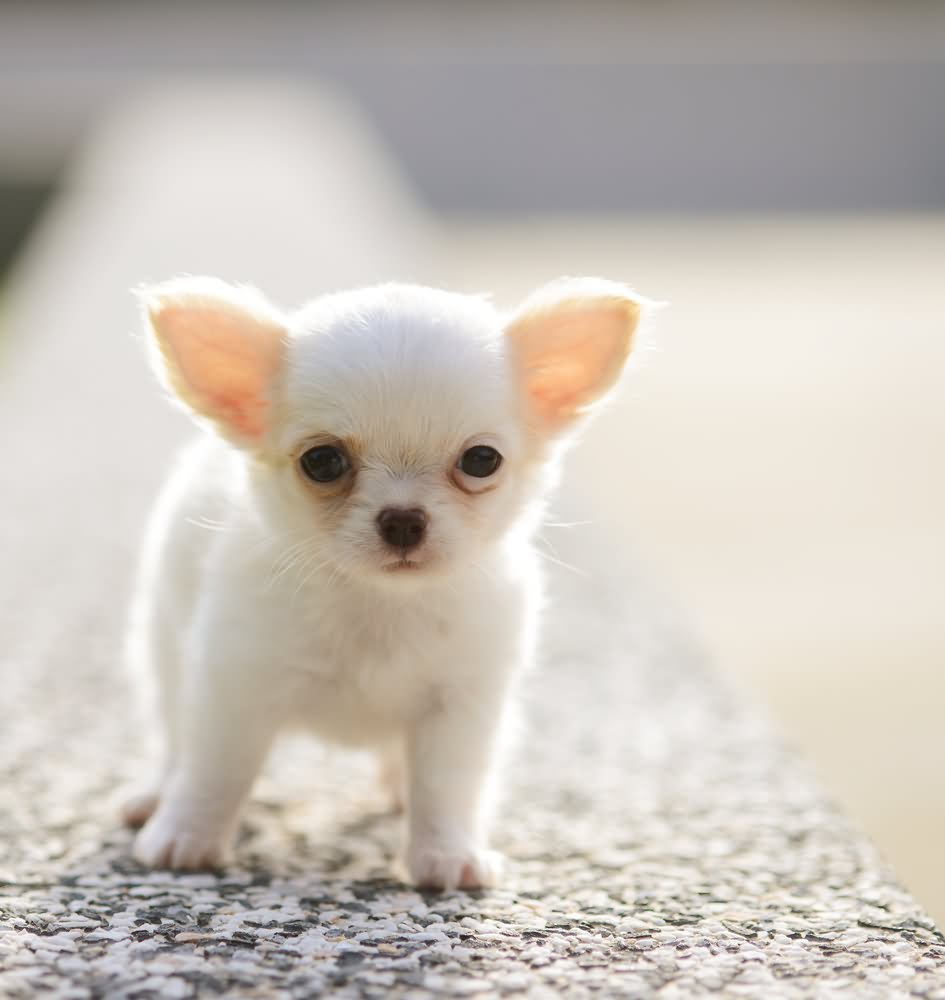 Very Cute White Chihuahua Puppy