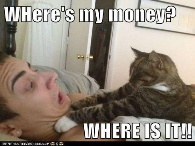 Where's My Money Funny Cat Meme Picture