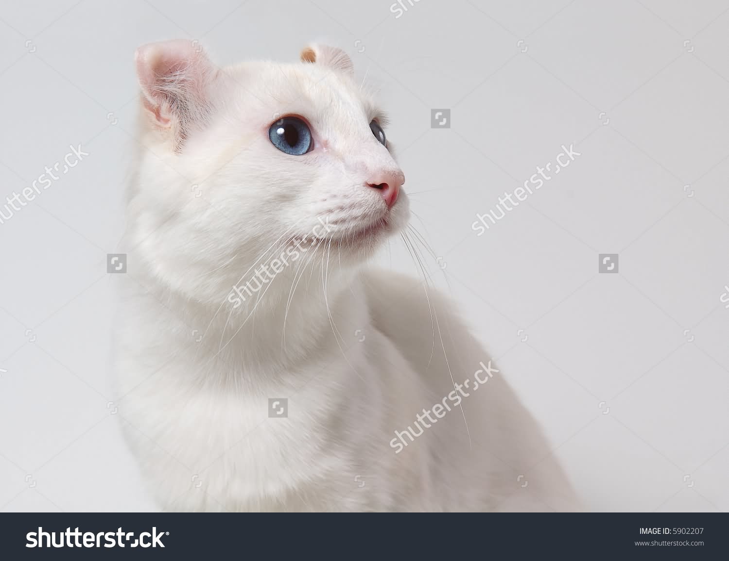 White American Curl Cat Picture
