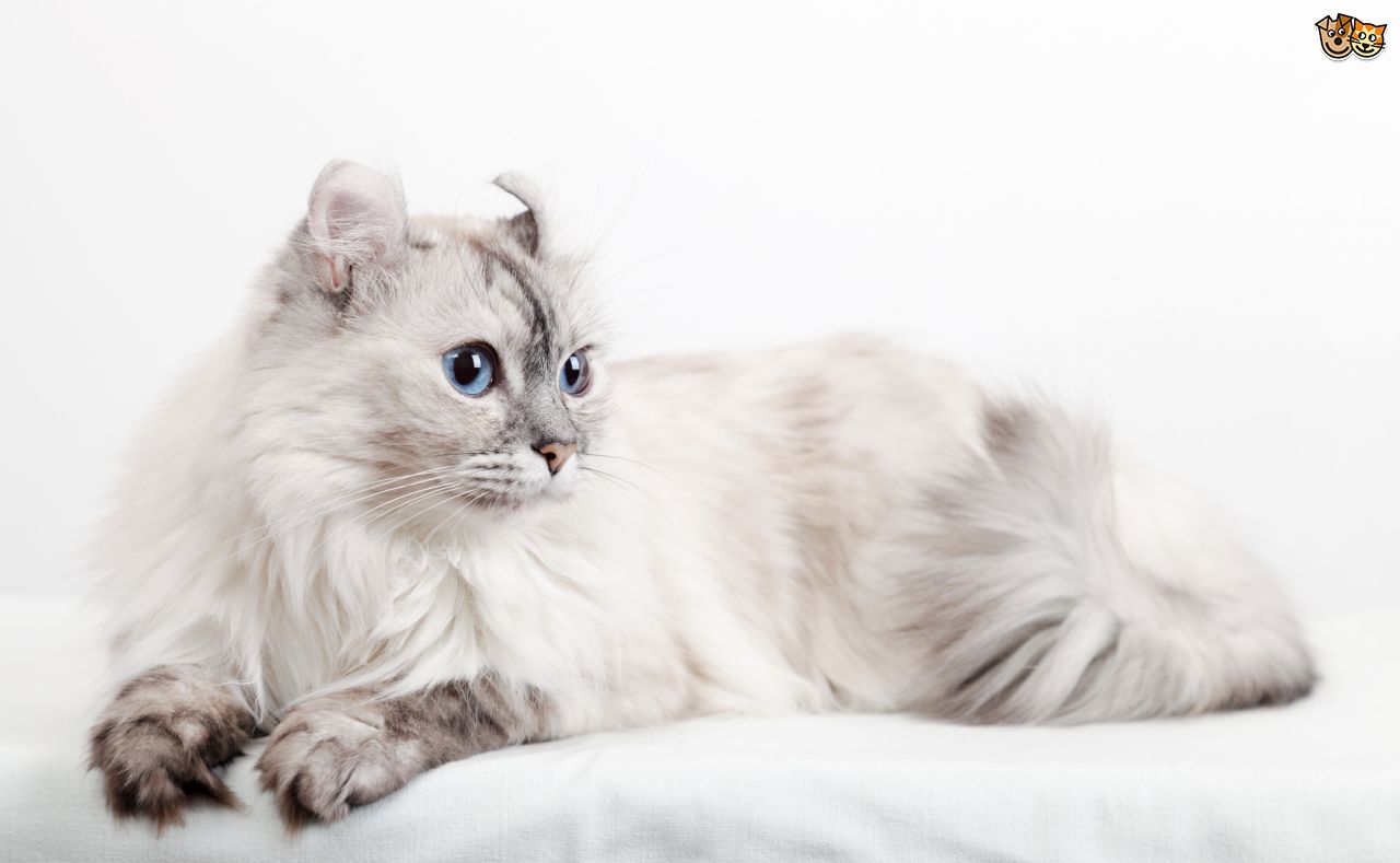 White American Curl Cat Sitting Photo