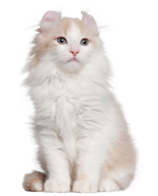 White American Curl Cat Sitting Picture